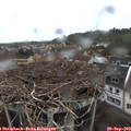 17_55-nest.jpg