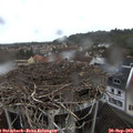 18_00-nest.jpg