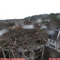 18_05-nest.jpg