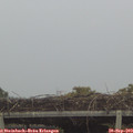 18_15-mast.jpg