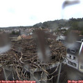 18_15-nest.jpg