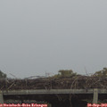 18_20-mast.jpg