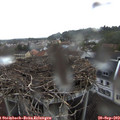 18_25-nest.jpg