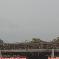 18_30-mast.jpg