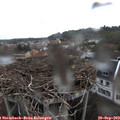 18_30-nest.jpg