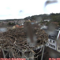 18_35-nest.jpg