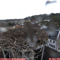 18_40-nest.jpg