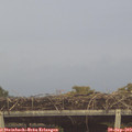 18_50-mast.jpg