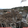 18_50-nest.jpg