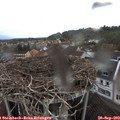 18_55-nest.jpg