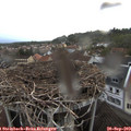 19_00-nest.jpg
