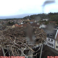 19_10-nest.jpg