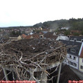 07_50-nest.jpg