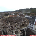 08_05-nest.jpg