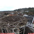 08_20-nest.jpg