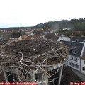 08_35-nest.jpg