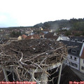 08_45-nest.jpg