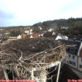 08_50-nest.jpg