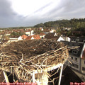 08_55-nest.jpg