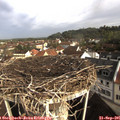 09_00-nest.jpg