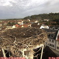 09_30-nest.jpg
