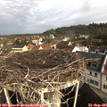 09_35-nest.jpg