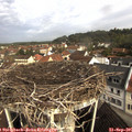 09_45-nest.jpg