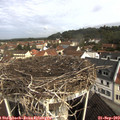10_10-nest.jpg