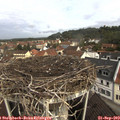 10_20-nest.jpg