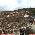 10_25-nest.jpg