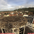 10_45-nest.jpg