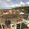 10_50-nest.jpg