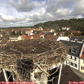 11_00-nest.jpg