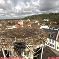 11_10-nest.jpg