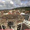 11_15-nest.jpg