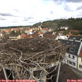 11_20-nest.jpg