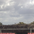 11_30-mast.jpg