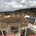 11_30-nest.jpg