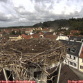 11_35-nest.jpg