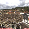 11_45-nest.jpg