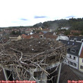 11_50-nest.jpg