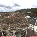 12_00-nest.jpg