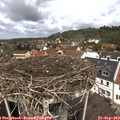 12_10-nest.jpg