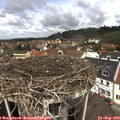 12_20-nest.jpg