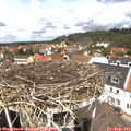 12_35-nest.jpg