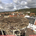 12_40-nest.jpg