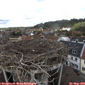 12_50-nest.jpg