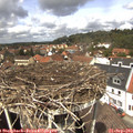13_00-nest.jpg
