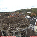 13_05-nest.jpg