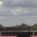 13_35-mast.jpg